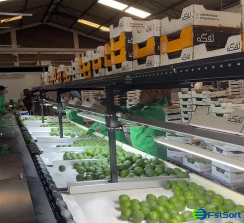avocado sorting graing machine.jpg avocado sorting graing machine.jpg